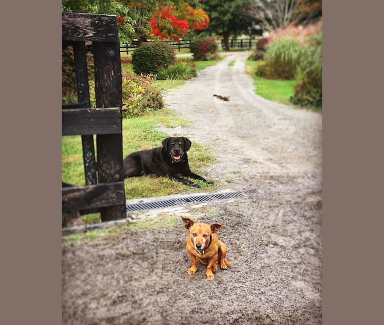 Photo of Buster, a Dachshund, Chihuahua, Silky Terrier, Yorkshire Terrier, and Mixed mix in Contra Costa, CA, USA