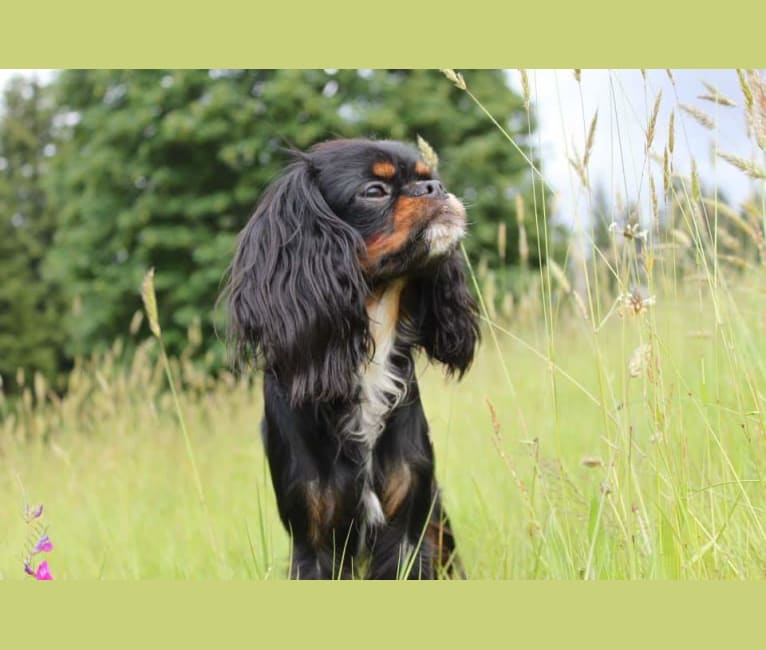 Maisey, a Cavalier King Charles Spaniel and English Toy Spaniel mix tested with EmbarkVet.com