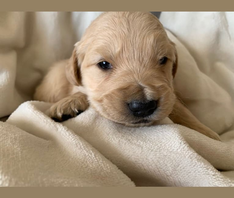 Gray Collar Puppy, a Golden Retriever tested with EmbarkVet.com