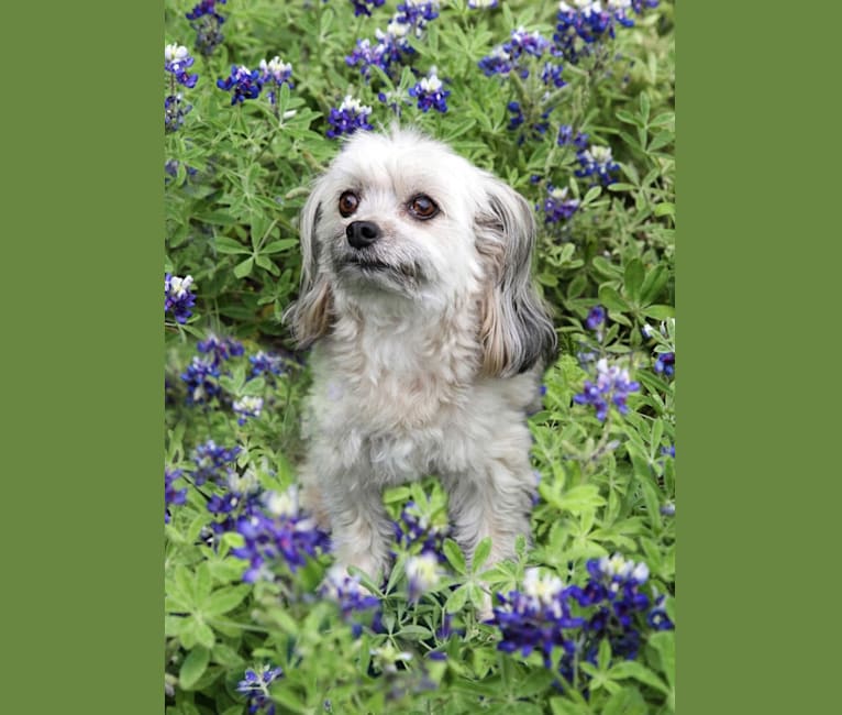 Lili, a Chihuahua and Havanese mix tested with EmbarkVet.com