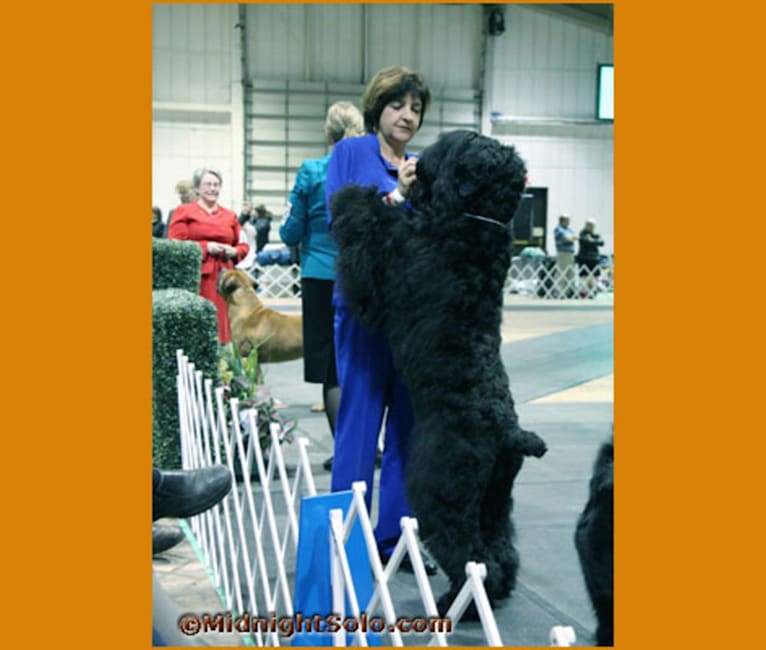 Photo of Kicka, a Black Russian Terrier  in London, ON, Canada