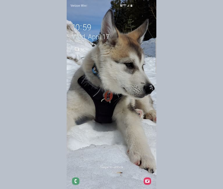 Yomi, an Alaskan Malamute and Siberian Husky mix tested with EmbarkVet.com