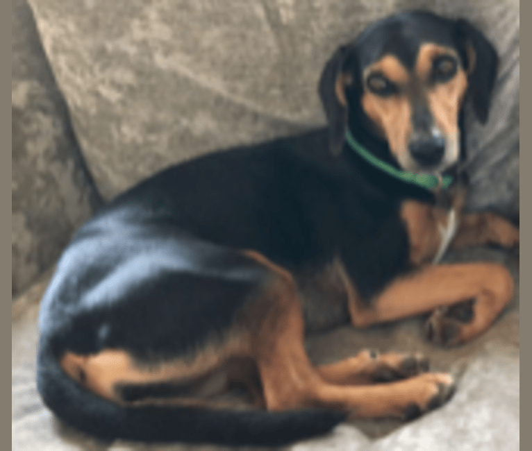 Millie, a Beagle and Mountain Cur mix tested with EmbarkVet.com