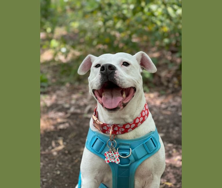 Fetty, an American Pit Bull Terrier and American Staffordshire Terrier mix tested with EmbarkVet.com