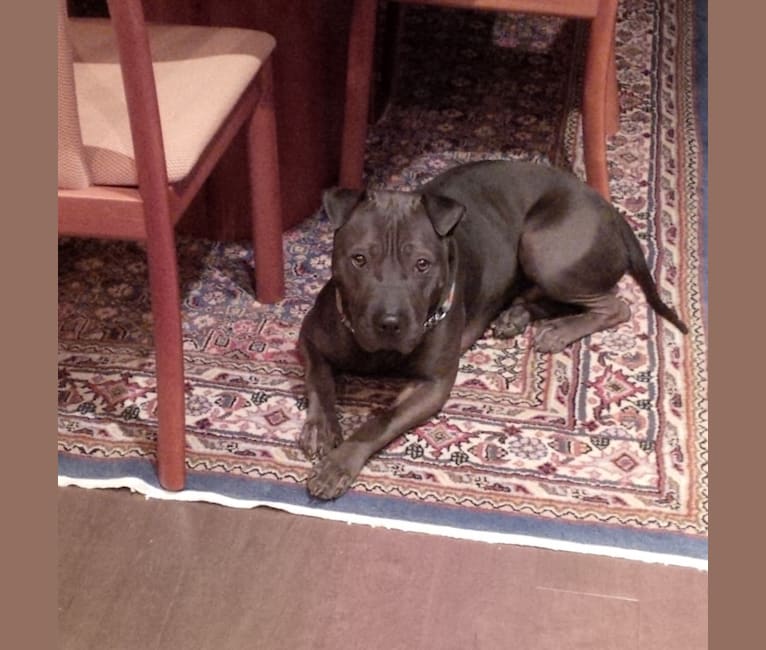 Shar pei cheap american bully