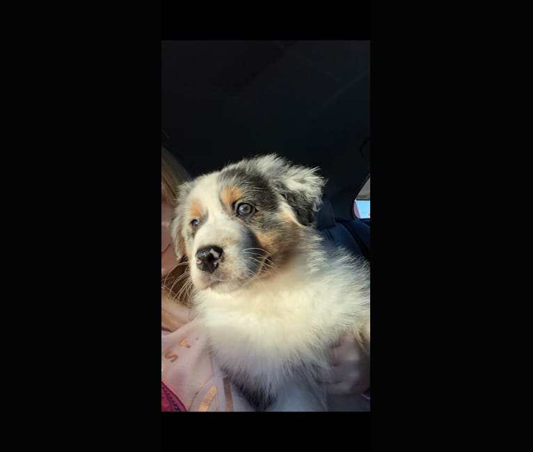 Bailie (Skyecoves Boss Dog is Out Of This World), an Australian Shepherd Group tested with EmbarkVet.com