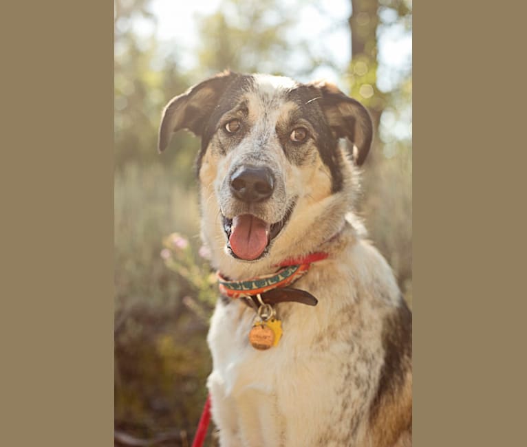 Cricket, an Australian Cattle Dog and Border Collie mix tested with EmbarkVet.com