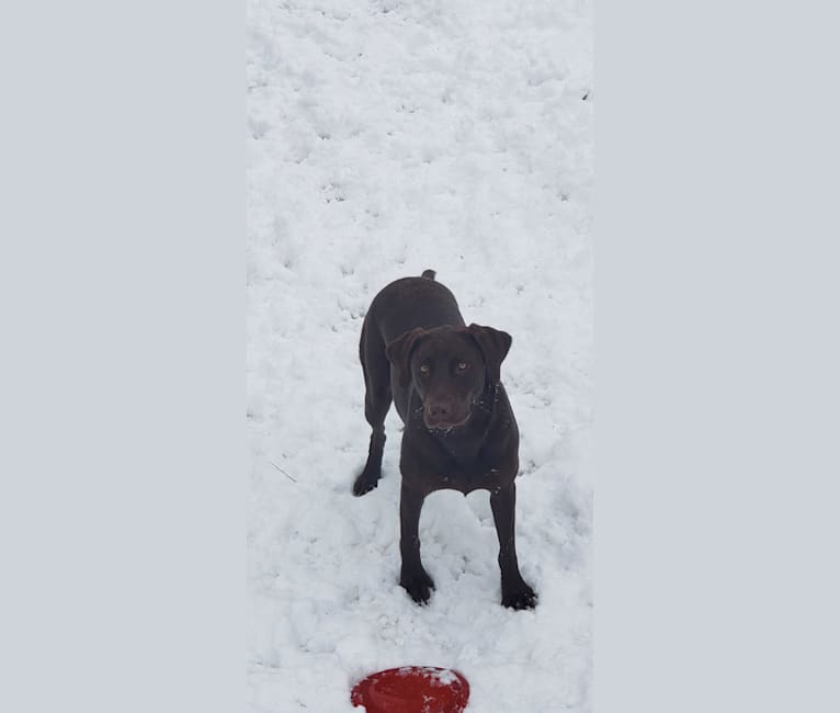 Bree, a Labrador Retriever tested with EmbarkVet.com