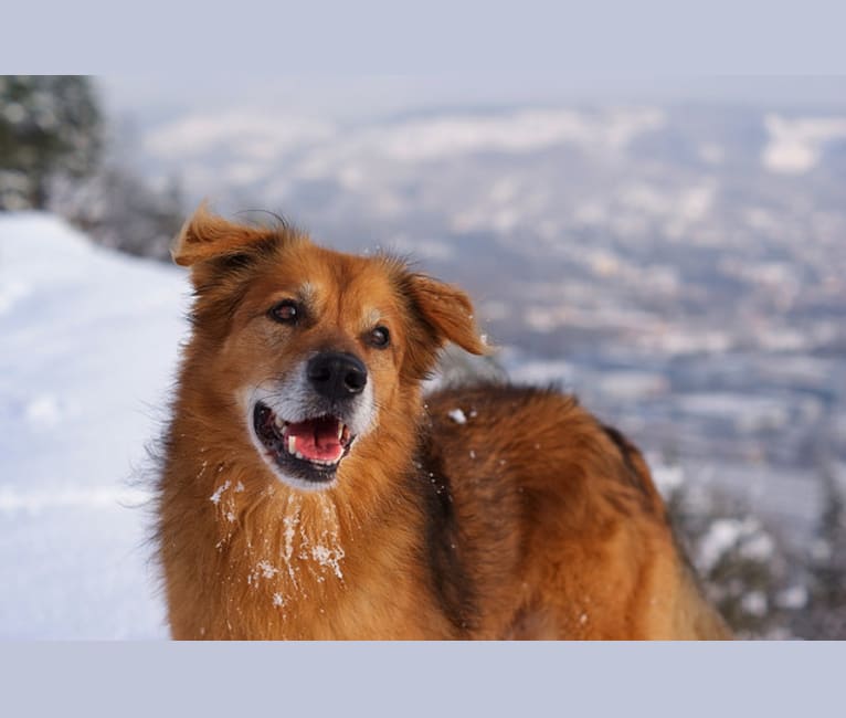 Yoshi, a German Shepherd Dog and Rottweiler mix tested with EmbarkVet.com