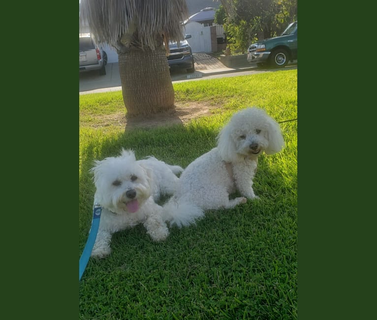 Photo of Benji, a Poodle (Small), Bichon Frise, and Chihuahua mix in California, USA
