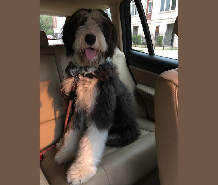 Sheepdog bernese mix hotsell