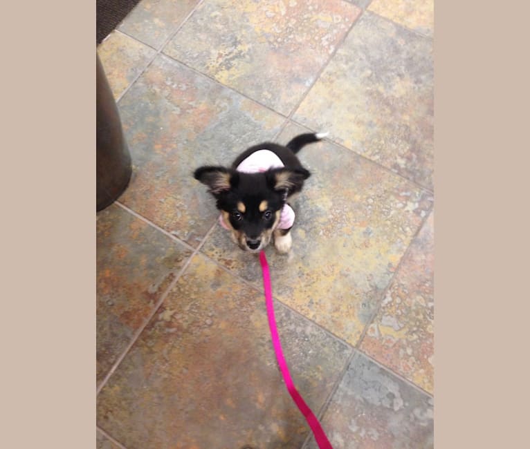 Luna, an Australian Cattle Dog and Chow Chow mix tested with EmbarkVet.com