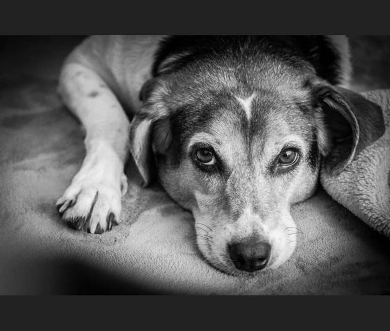 Photo of Maggie, a Beagle, Golden Retriever, Labrador Retriever, and Shetland Sheepdog mix in Charlottesville, Virginia, USA