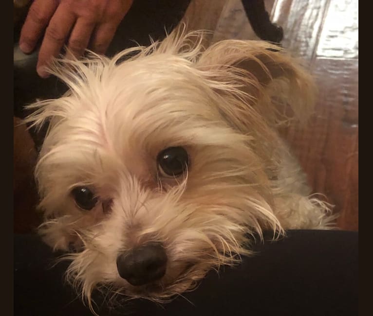 Pinscher maltese mix outlet