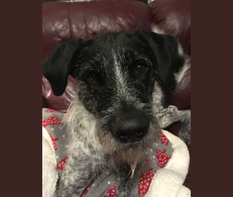 Wirehaired mix sale