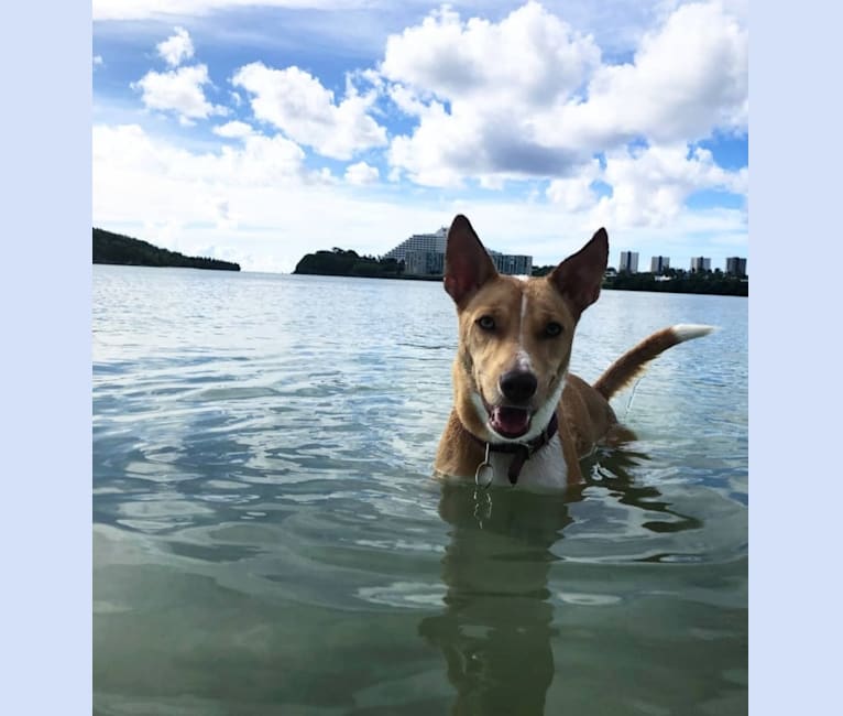 Hazel, a Melanesian Village Dog tested with EmbarkVet.com