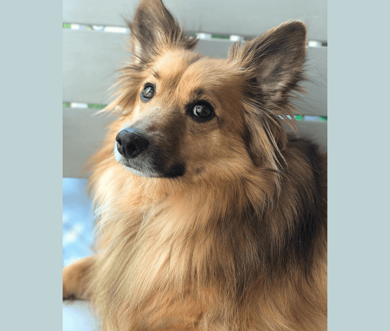 Roscoe, a Shetland Sheepdog and Chihuahua mix tested with EmbarkVet.com