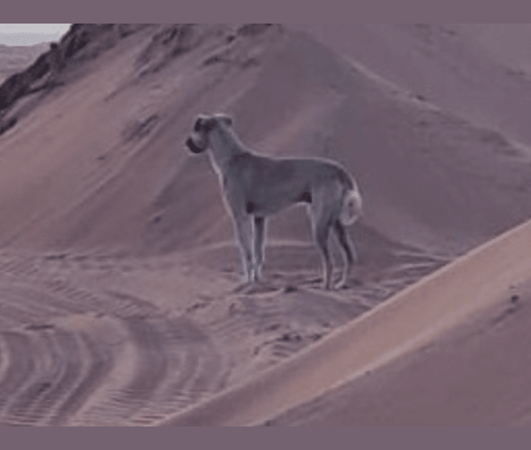 Conan, an Arabian Village Dog tested with EmbarkVet.com