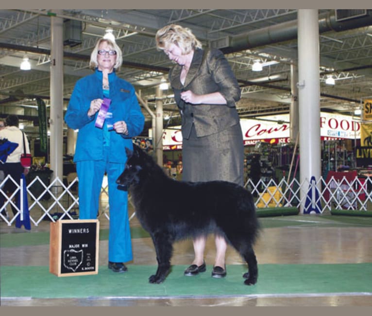 Tinker, a Belgian Shepherd tested with EmbarkVet.com