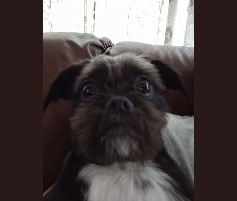 Embark Dog DNA Test Breed