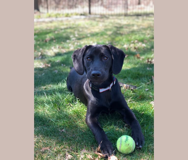 Embark Dog DNA Test Breed