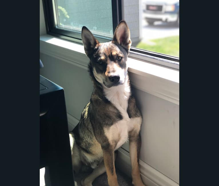 Australian cattle dog siberian husky mix new arrivals