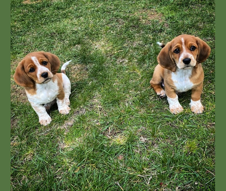 Basset hound shih tzu mix clearance