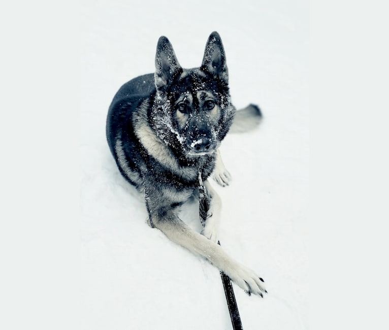 Tundra dog deals