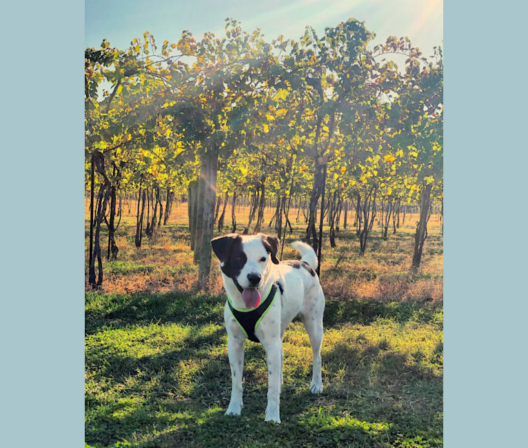 Photo of Harvey, an American Foxhound, American Bulldog, Boxer, and American Pit Bull Terrier mix in South Carolina, USA