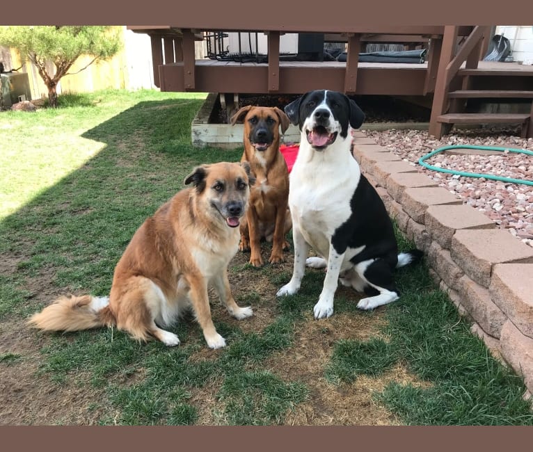 Theodore Ellington, an American Pit Bull Terrier and Siberian Husky mix tested with EmbarkVet.com