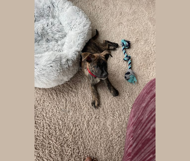Photo of Brodie, an American Pit Bull Terrier, Australian Shepherd, Australian Cattle Dog, American Bulldog, Rottweiler, and Mixed mix in Houston, Texas, USA