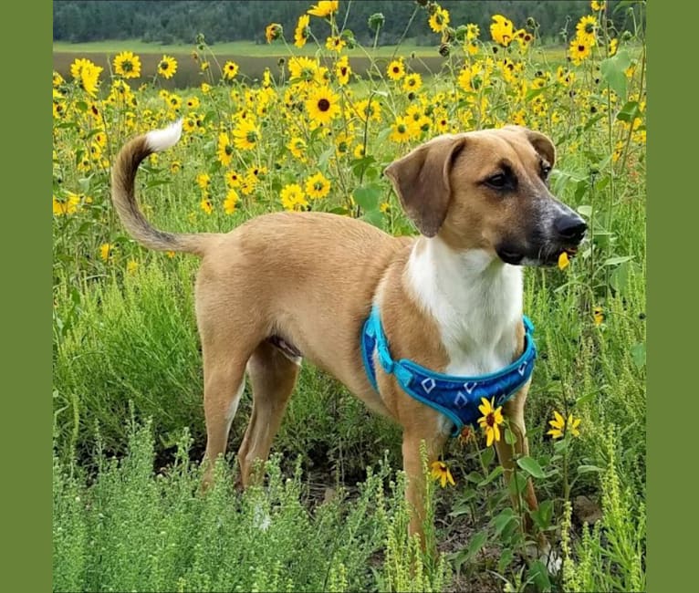 Max, a Treeing Walker Coonhound and American Pit Bull Terrier mix tested with EmbarkVet.com