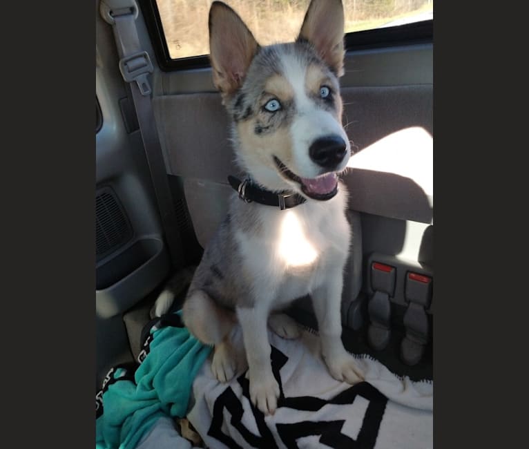 Siberian husky cheap and boxer mix