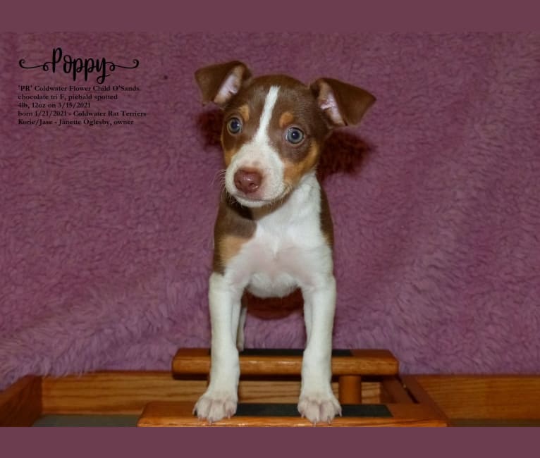 Poppy, a Rat Terrier tested with EmbarkVet.com