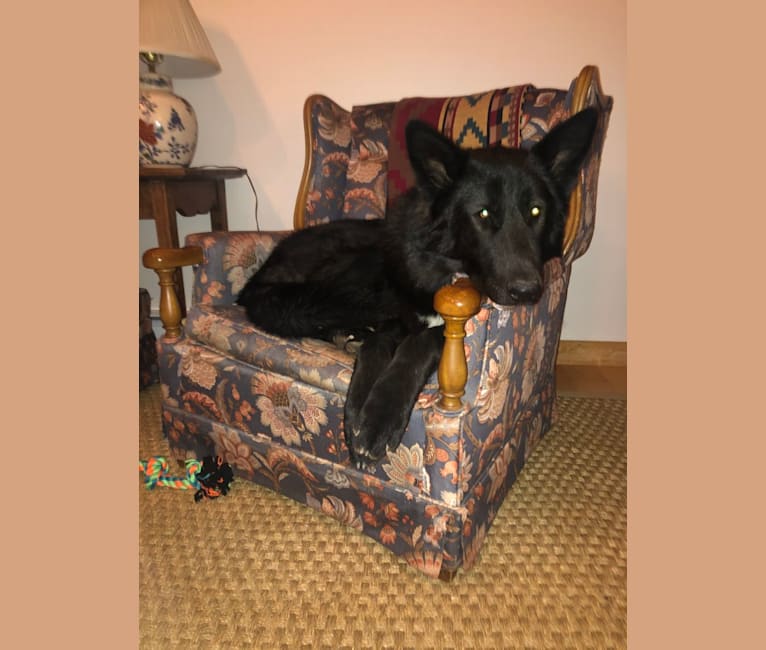 Alaskan noble companion dog cheap puppy