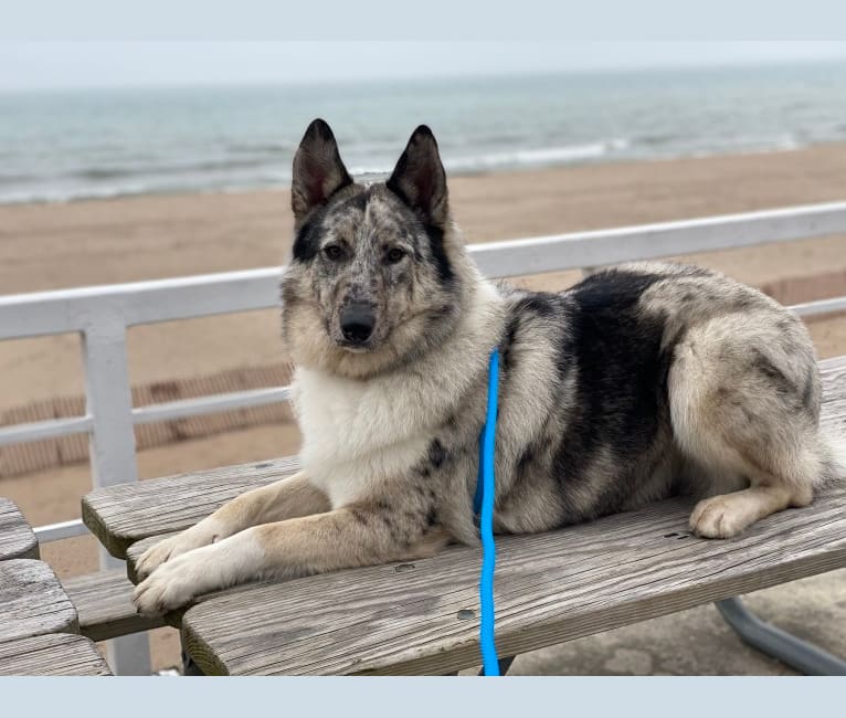 Cooper, a Collie and Norwegian Elkhound mix tested with EmbarkVet.com