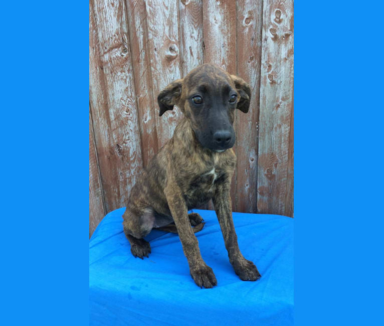 Aster, a Mountain Cur and Boxer mix tested with EmbarkVet.com