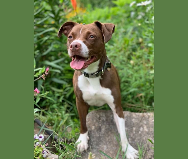 Kingsley, a Staffordshire Terrier and Russell-type Terrier mix tested with EmbarkVet.com