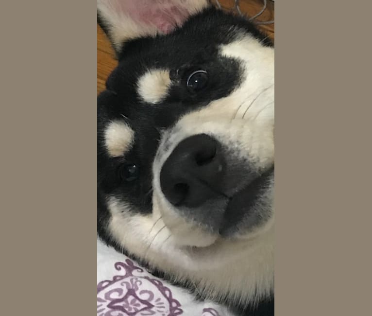 Alaskan klee kai shiba inu mix cheap