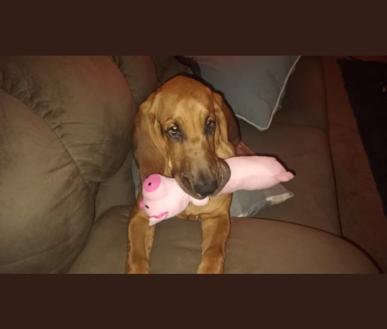 Maile, a Bloodhound tested with EmbarkVet.com
