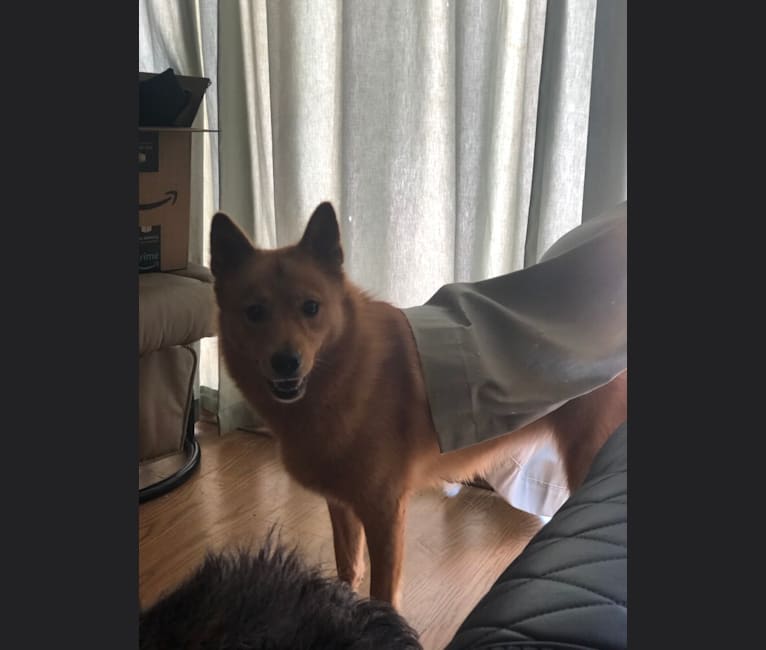 Clementine, a Finnish Spitz tested with EmbarkVet.com