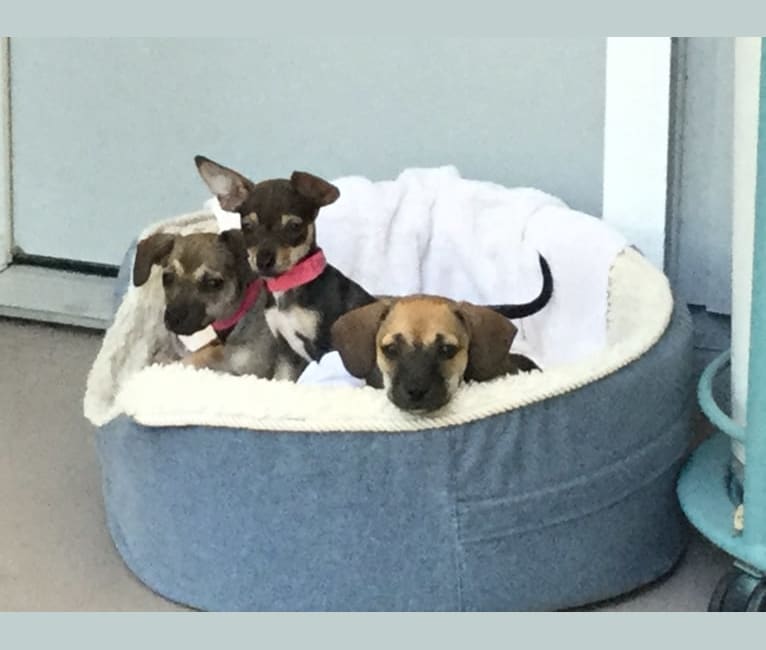 Photo of Murphy, a Chihuahua, Rat Terrier, Dachshund, and Mixed mix in Fresno, California, USA