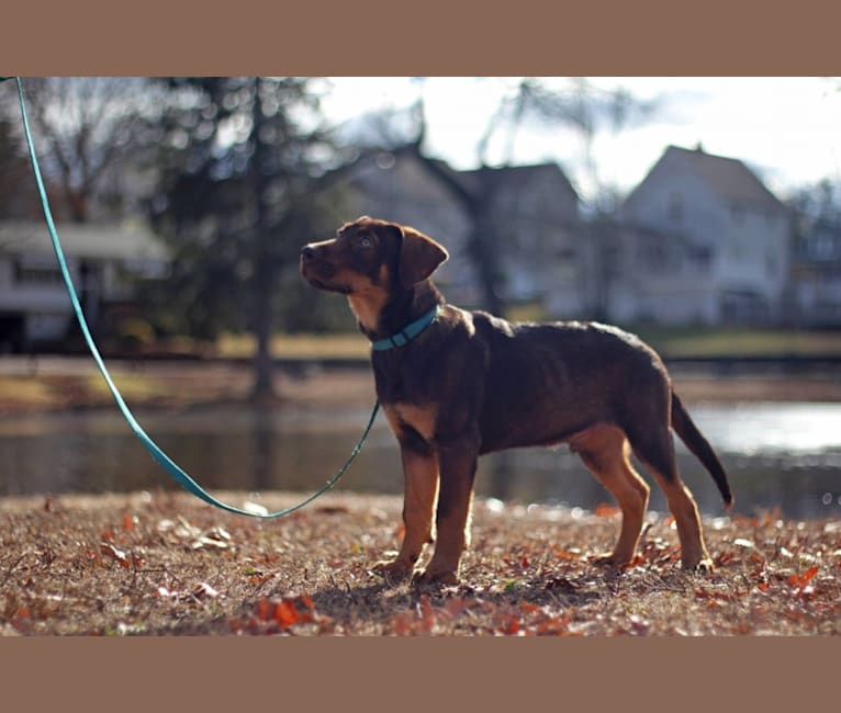 King (born Fang), a German Shepherd Dog and Labrador Retriever mix tested with EmbarkVet.com