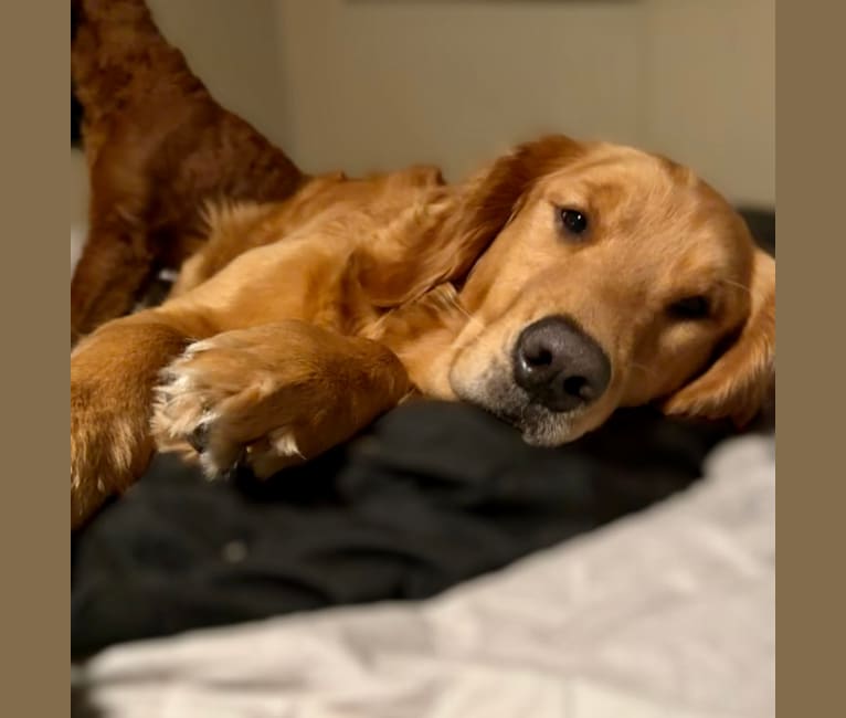 Baby Girl, a Golden Retriever tested with EmbarkVet.com