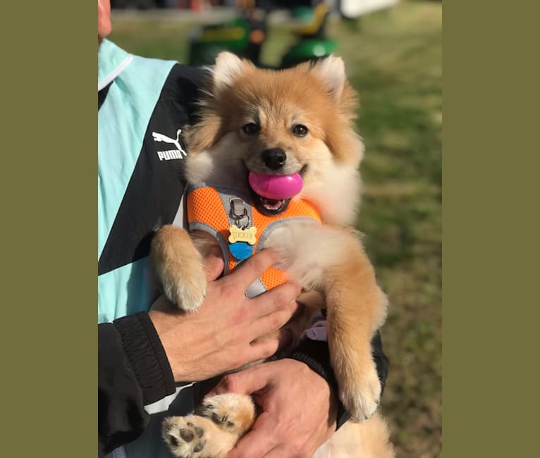 Photo of Tucker, a Pomeranian  in Pendleton, IN, USA