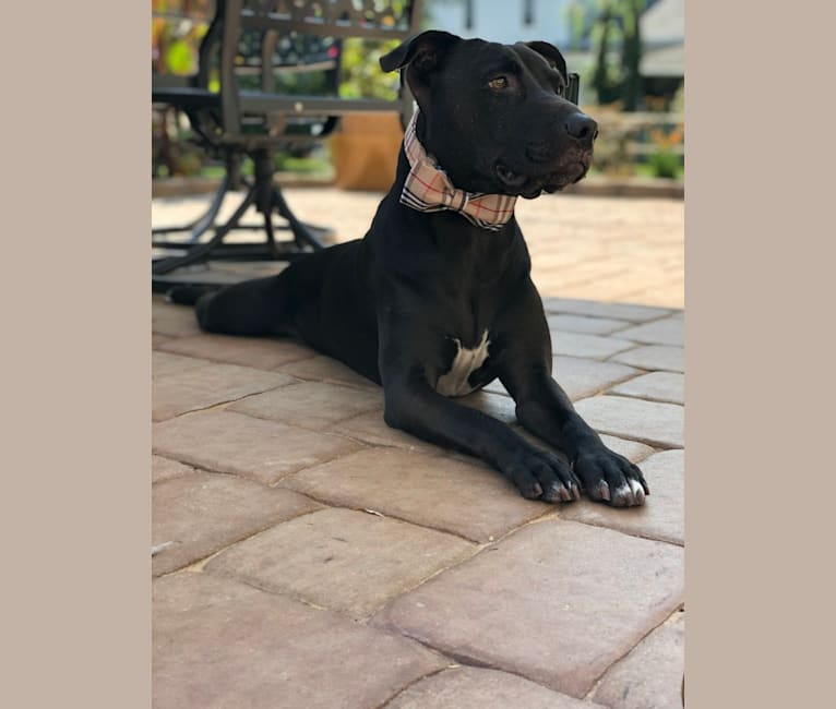 Ollie, an American Pit Bull Terrier tested with EmbarkVet.com