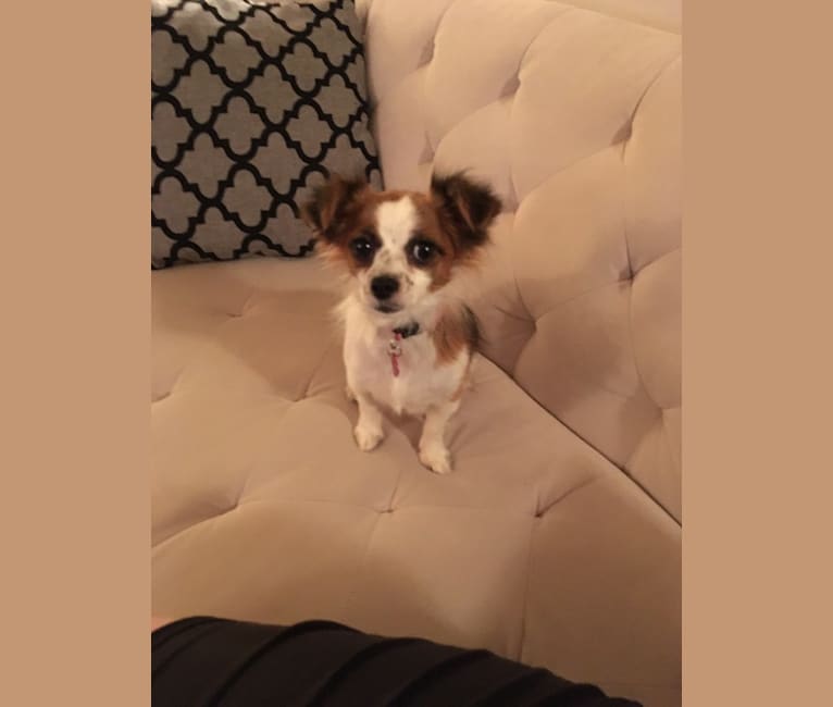 Lilah, a Chihuahua and Pug mix tested with EmbarkVet.com