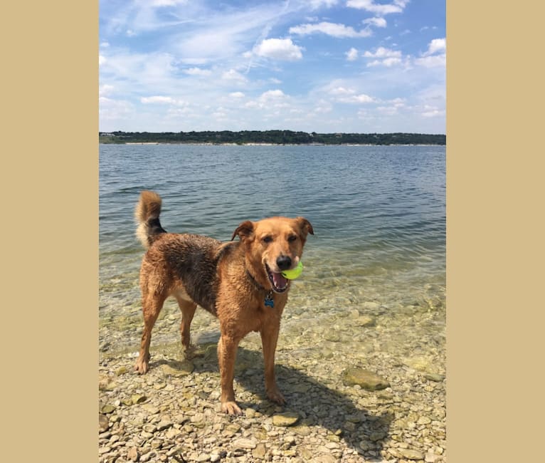 Rambo, a Labrador Retriever and Golden Retriever mix tested with EmbarkVet.com