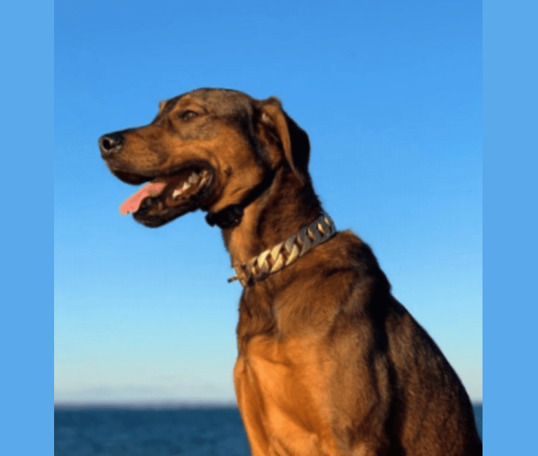 Photo of Milo, a Rottweiler, Golden Retriever, and Mixed mix in Hempstead, New York, USA