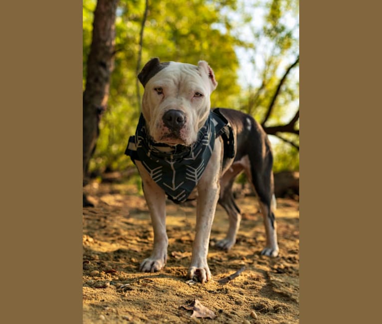 Swizzy, an American Staffordshire Terrier tested with EmbarkVet.com